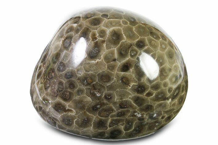 Polished Petoskey Stone (Fossil Coral) - Michigan #322881